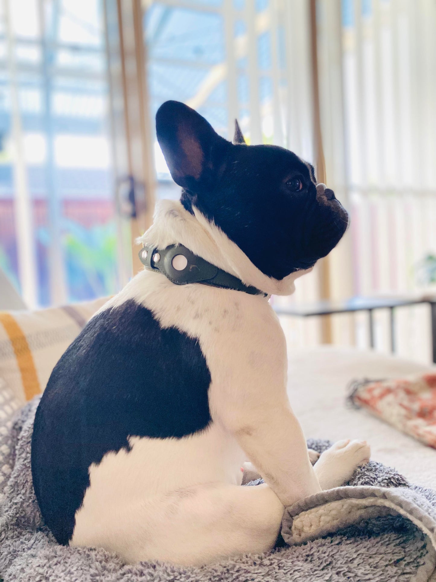 Airtag Leather Pet Collar