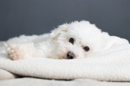 Why Should You Invest In A Good Calming Pet Bed ?