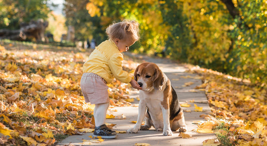 From Paws to Plate: A Guide to Choosing Pet Feeding Bowls