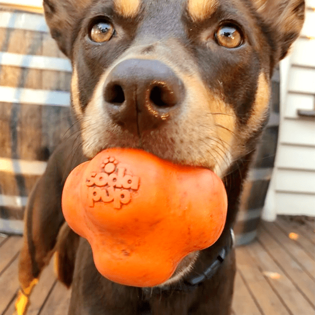 Sodapup Crazy Bounce Chew Dog Toy(Power Chewers) - Orange