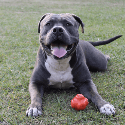 Sodapup Crazy Bounce Chew Dog Toy(Power Chewers) - Orange