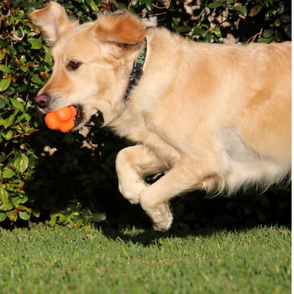 Sodapup Crazy Bounce Chew Dog Toy(Power Chewers) - Orange